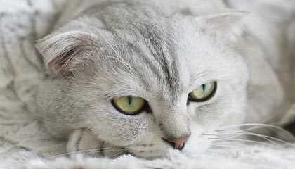 kaiyun体育app-瓦尔迪内带回冬季出战意愿，桑普多利亚中场追逐奔球，瓦尔迪进球集锦