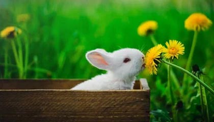 开云官方网站-赛季末价格：季后赛门票涨价的背后玄机，季后赛买票